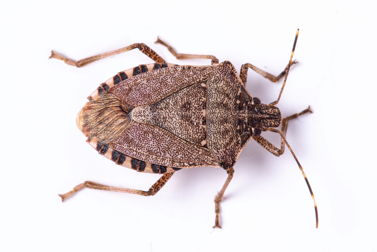 Stink Bugs How to Get Rid of Stink Bugs in the Home & Garden The Old